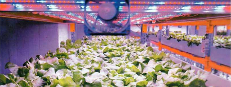 Преимущества светодиодного освещения для сельского хозяйства Преимущества светодиодного освещения для сельского хозяйства